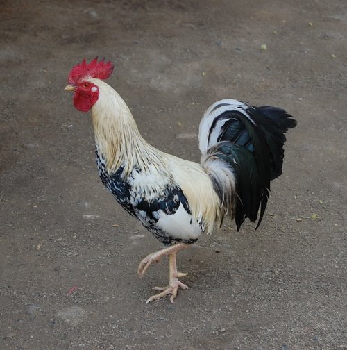[rooster.jpg]